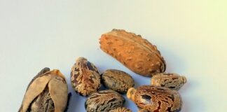 Czy olej a olejek rycynowy to to samo?