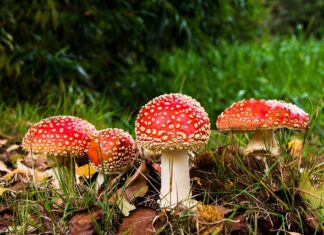 Czy można się zatruc olejkiem z drzewa herbacianego?