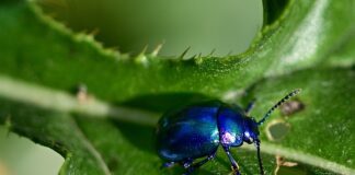 Na co jest olejek miętowy?