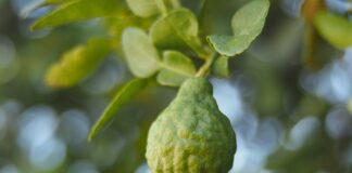 Czy bergamotka podnosi ciśnienie?