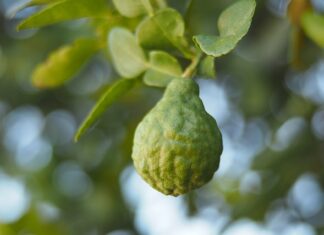 Czy bergamotka podnosi ciśnienie?