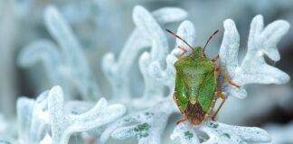 Gdzie zgłosić smród?