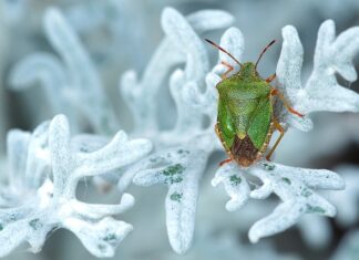 Gdzie zgłosić smród?