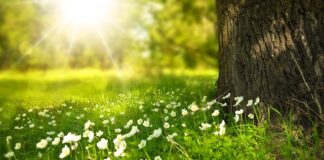 Jakie są zapachy kwiatowe?