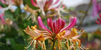 Po co się perfumuje kostki?