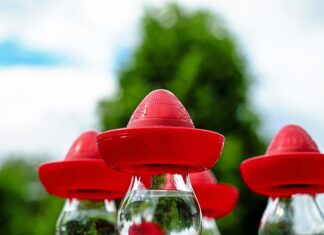 Czy po tequili ma się kaca?