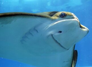 Co zrobić żeby ładnie pachniało w pokoju?