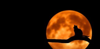 Co zrobić żeby w domu nie smierdzialo kotem?