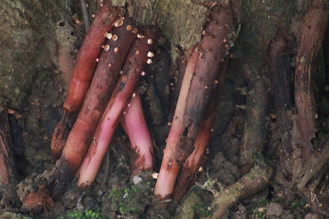 Czy Amol można wlac do dyfuzora? Czy Amol można wlac do dyfuzora?