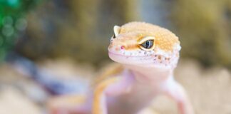 W jakim alkoholu jest robak?