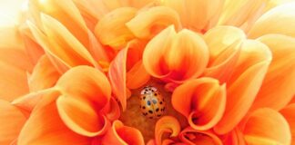 Jaką herbatę pić na pasożyty?