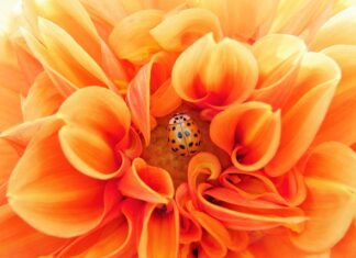 Jaką herbatę pić na pasożyty?