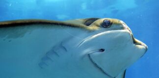 Co kupic żeby ładnie Pachnialo w domu?