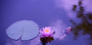 Jakie olejki eteryczne na stawy?