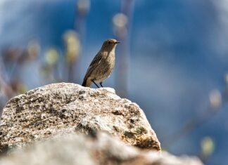 Jak pozbyć się grzyba i pleśni ze ścian?