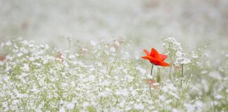 Co polecacie na nieświeży oddech?