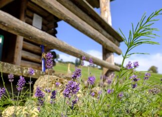 Jakich zapachów nie lubią robaki? Jakich zapachów nie lubią robaki?