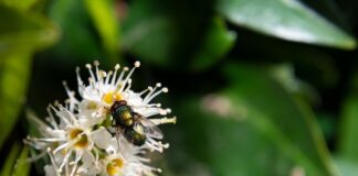 Co na smrod padliny?