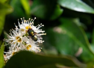 Co na smrod padliny?