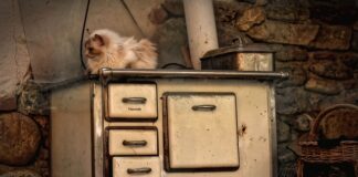 Jakim drewnem nie wolno palić?