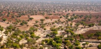 Na co jest Argan Oil?