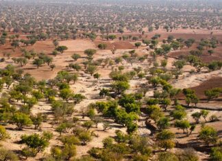 Na co jest Argan Oil?
