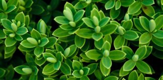 Czy w Hebe są oryginalne perfumy?