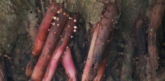 Gdzie smarować Amol na zatoki?