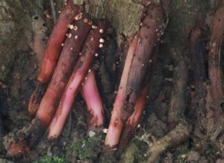 Gdzie smarować Amol na zatoki?