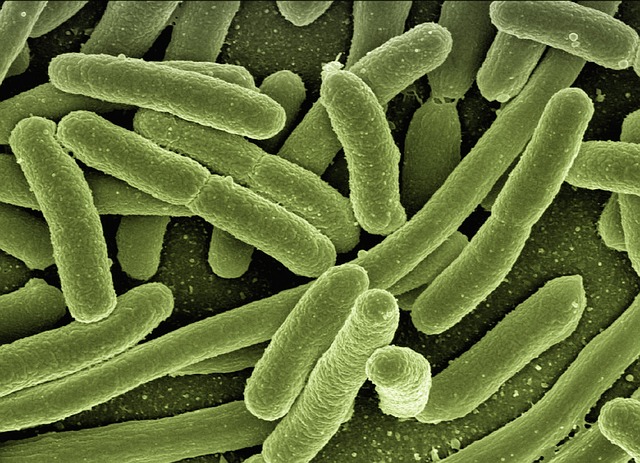 Jakie bakterie do szamba żeby nie smierdzialo?