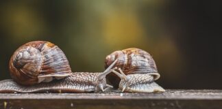 Przy jakim stężeniu włącza się czujnik czadu?