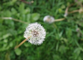 Jak zrobić neutralizator z sody oczyszczonej?