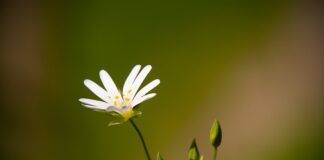 Ile dać goździków do herbaty?