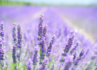 Z czym łączyć zapach lawendy?