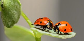 Czy w Biedronce kupię swieczki?