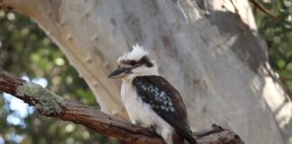 Ile kosztuje olejek eukaliptusowy?