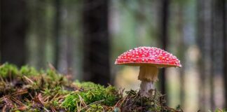 Od czego robi się grzyb w mieszkaniu?