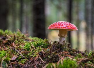 Od czego robi się grzyb w mieszkaniu?