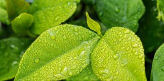 Co pochłania wilgoć w domu?