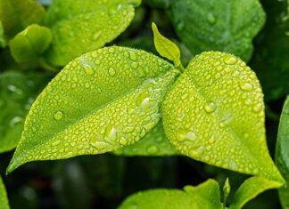 Co pochłania wilgoć w domu?