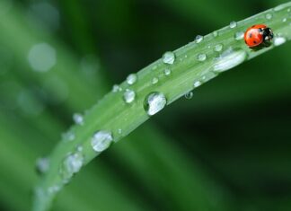 W czym najlepiej prać pościel?