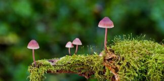 Jakie są rodzaje plików?