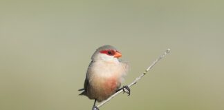 Co ile powinno wymieniać się noski w okularach?