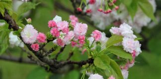 Jaka jest żywotność drukarki laserowej?