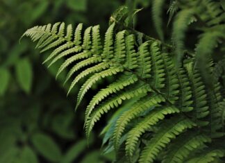 Kto chodzi w zielonym kasku?