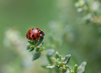 Co oznacza czerwoną kropką na kasku?