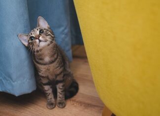 Co oznacza Cat 3?