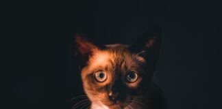 Jak wybrać najlepszą karmę dla kotów z niewydolnością nerek