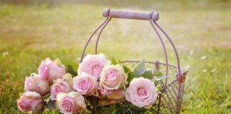 Czym się różni 1 Wjo od 2 Wjo?