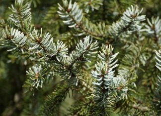 Ile razy można używać igły w glukometrze?